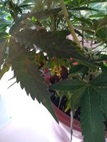 IMG_20190628_195031.jpg
