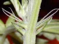 RSCN2409.JPG
