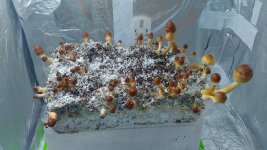 IMG_20190630_125732[1].jpg