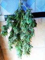2019-07-01_16-46-55_941.jpg