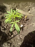 IMG_20190701_140227.jpg