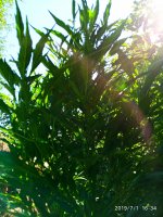 2019-07-02_13-35-17_198.jpg