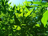 2019-07-02_13-34-14_357.jpg
