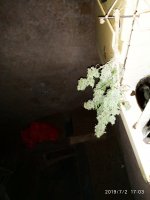 2019-07-02_17-20-31_424.jpg