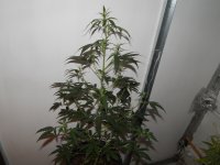 DSCN2543.JPG