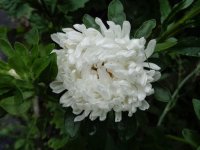 DSC01720.JPG