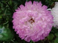 DSC01721.JPG