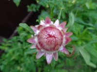 DSC01728.JPG