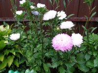 DSC01710.JPG