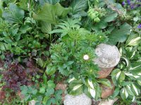 DSC01713.JPG