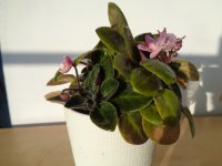 DSC01747.JPG