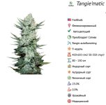 tangie.jpg