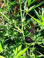 2019-07-10_15-37-56_070.jpg