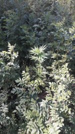 20190710_154855.jpg
