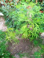 IMG_20190710_184958.jpg