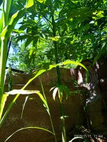 2019-07-11_12-29-53_616.jpg