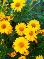 2019-07-11_18-03-54_890.jpg