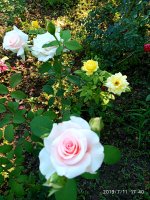 IMG_20190711_174024.jpg