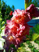 2019-07-11_18-03-32_353.jpg