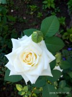 IMG_20190711_174611.jpg
