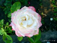 IMG_20190711_174627.jpg