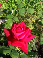 IMG_20190711_174837.jpg