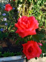 IMG_20190711_175016.jpg