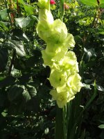 IMG-20190710-WA0000.jpg