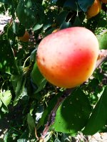 2019-07-12_17-31-07_628.jpg