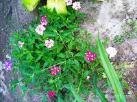2019-07-12_18-08-58_999.jpg