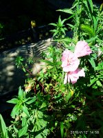 2019-07-12_18-08-52_443.jpg