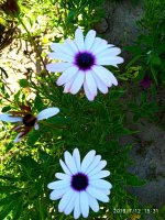 2019-07-12_18-08-29_256.jpg
