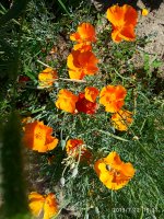 IMG_20190712_153132.jpg