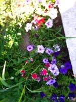 IMG_20190712_161600.jpg