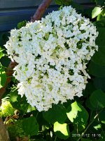 2019-07-12_18-06-00_307.jpg