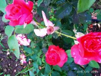 2019-07-12_23-49-08_104.jpg