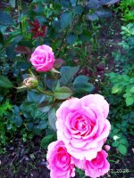 2019-07-12_23-48-51_407.jpg