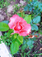 2019-07-12_23-48-41_457.jpg