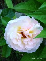 IMG_20190712_203355.jpg