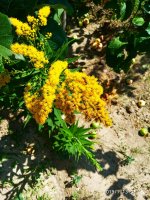 IMG-20190713-WA0014.jpg