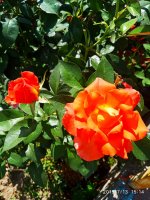 IMG-20190713-WA0012.jpg