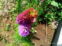 IMG-20190713-WA0013.jpg