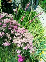 2019-07-13_15-33-00_705.jpg