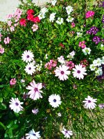2019-07-13_15-31-42_966.jpg