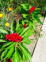 IMG-20190713-WA0017.jpg