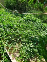 IMG-20190713-WA0010.jpg