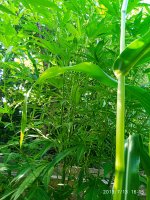 2019-07-13_17-01-26_897.jpg 2019-07-13_17-01-26_897.jpg
