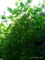 2019-07-13_17-01-23_858.jpg 2019-07-13_17-01-23_858.jpg