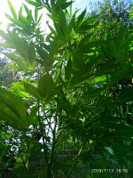 2019-07-13_17-01-56_573.jpg 2019-07-13_17-01-56_573.jpg