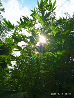 2019-07-13_17-01-46_817.jpg 2019-07-13_17-01-46_817.jpg